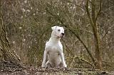 DOGUE ARGENTIN 479